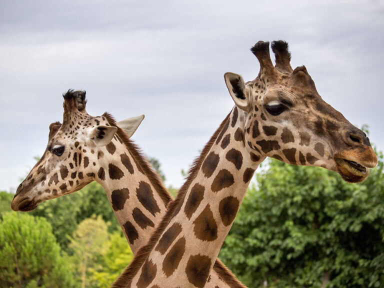 bioparc angers