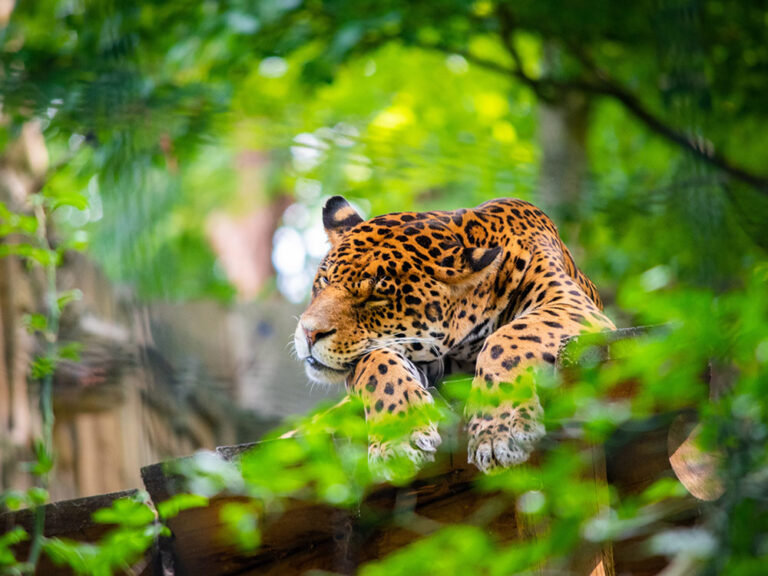 zoo de la fleche loire