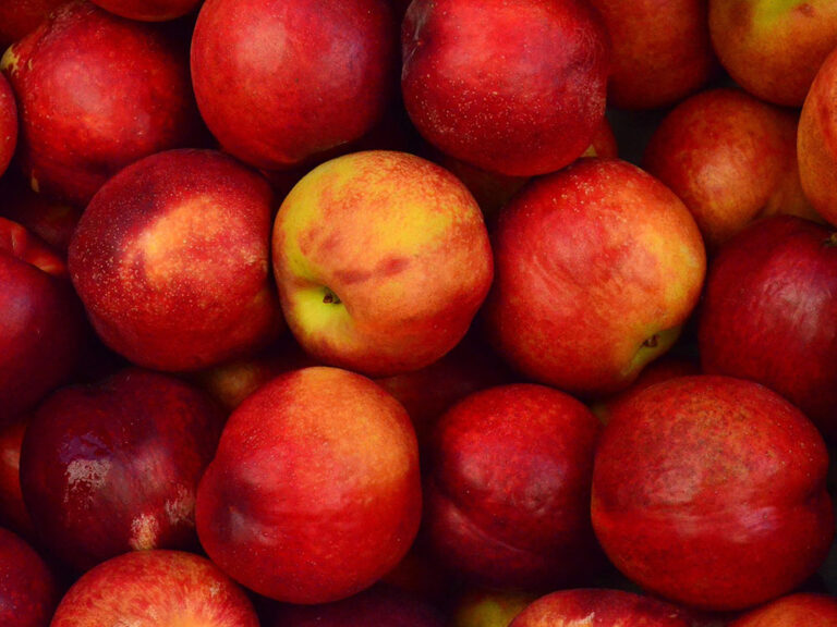 pommes du pays de la loire