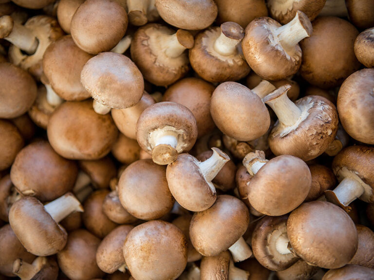 visiter musee du champignon depuis jablines