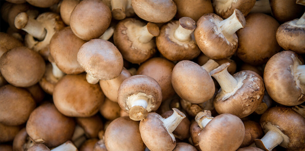 visiter le musee du champignon