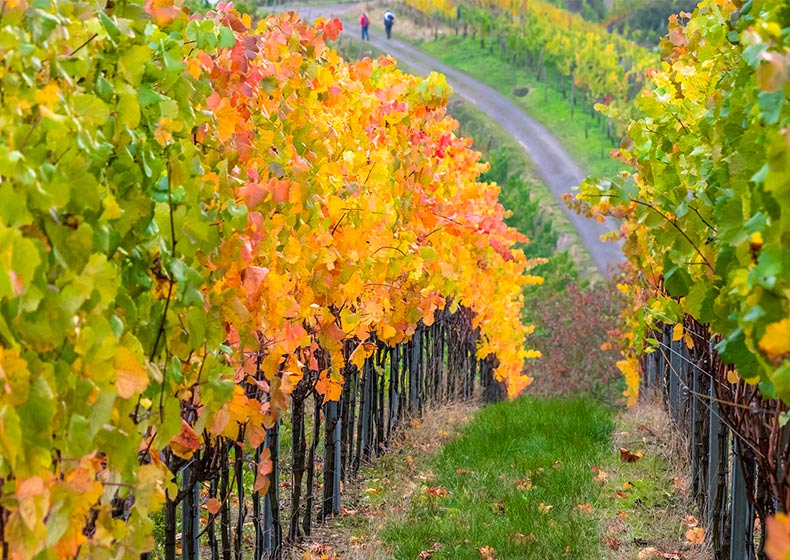 walks through the vineyards