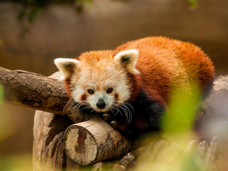 camping pour visiter zoo de beauval