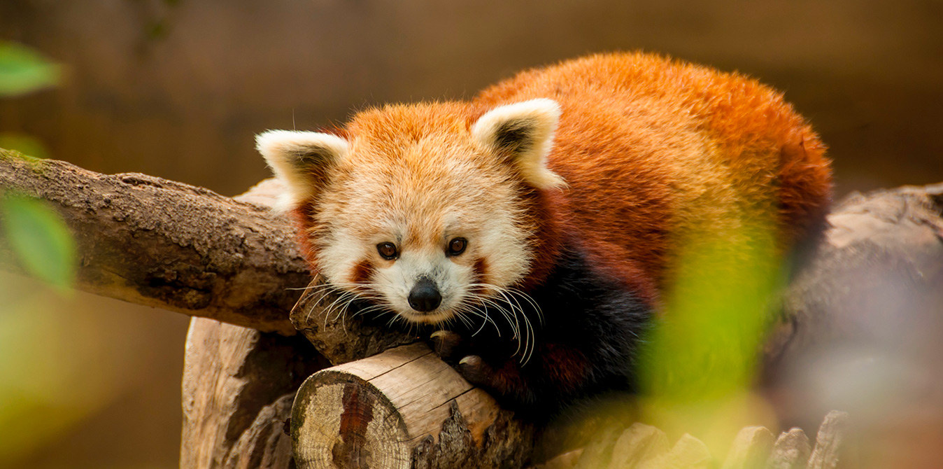 zoo de beauval proche jablines