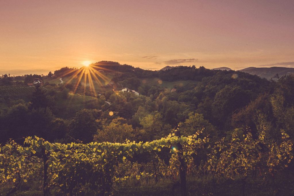 terroir vin anjou